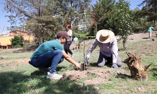 Planta Huixquilucan más de 20 mil árboles durante la época de reforestación