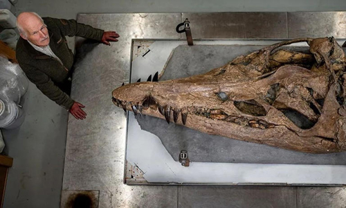 Hallan cráneo de monstruo marino superdepredador prehistórico