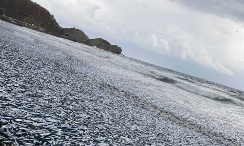 Hallan miles de peces muertos en las costas de Japón