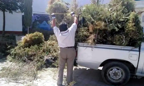 Texcoco lanza campaña para reciclar árboles de navidad