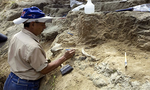 Científicos encuentran fósil de tortuga gigante de hace 57 millones de años
