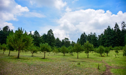 Probosque es líder nacional en el desarrollo forestal sustentable