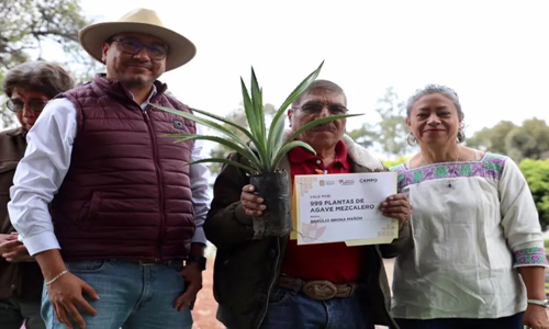 Impulso al agave mezcalero en el sur del Estado de México