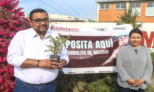 Ecatepec instala centros de acopio para reciclar árboles navideños