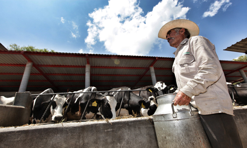 SEGALMEX y LICONSA abandonan a productores de leche