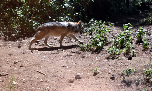 Delfina Gómez envía lobo gris mexiquense a Estados Unidos en busca salvar a su especie
