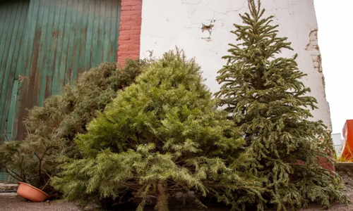 Fomentan cuidado del ambiente con programa de recolección y reciclaje de árboles de navidad