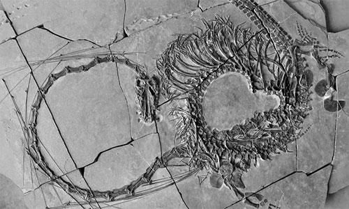 Descubren fósiles de un extraño “dragón chino” marino