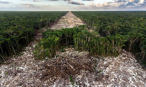 Talan 7 millones de árboles por Tren Maya
