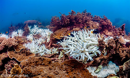 Océanos están sufriendo un blanqueo masivo de corales