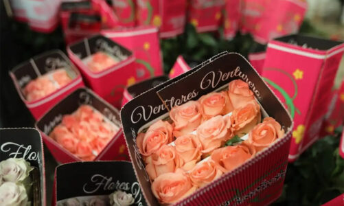 Abastece Edoméx el 80% de la demanda nacional de flores