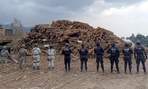 Aseguran rollos de madera en operativo contra la tala clandestina