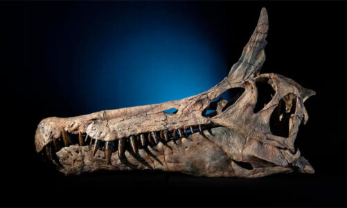 Nuevo Spinosaurus descubierto en Sahara sorprende por su cresta con forma de cimitarra