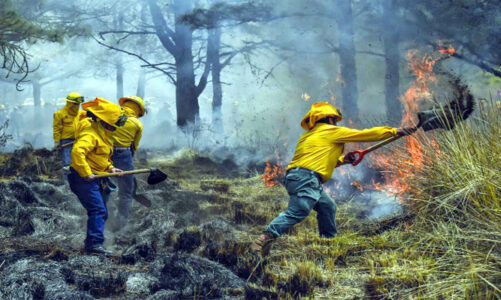 Probosque se prepara para afrontar temporada de estiaje