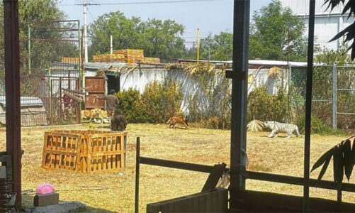 Liberan leones en refugio de Ocoyoacac