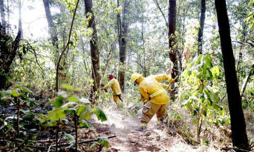 Huixquilucan crea 27 mil m² de brechas contra incendios