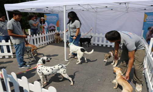 Logra “Huixquican” más de 430 adopciones de perritos
