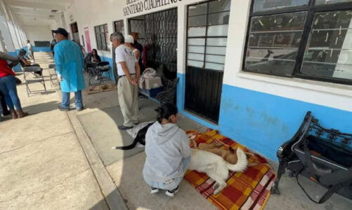 Éxito total en jornada de esterilización canina y felina en Amecameca