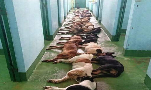Tecámac sigue bajo la lupa, ahora por el sacrificio de más de dos mil animales