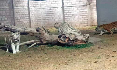 Operativo exhibe redes ilegales en Edomex
