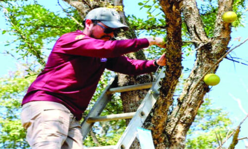 Implementan cerco contra gusano barrenador en municipios