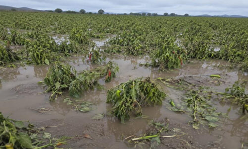 Lluvias y granizadas afectan 500 hectáreas de cultivos en Edoméx