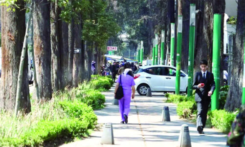 Retirarán árboles en Colón