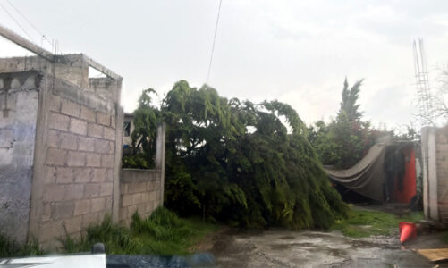 Continúan con el retiro de árboles derrumbados por lluvias en Toluca