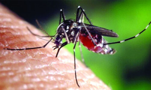 Llaman a reforzar medidas contra dengue, chikungunya y zika