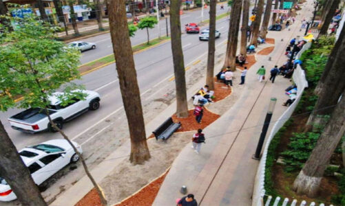 Demandan claridad por retiro de árboles en Colón