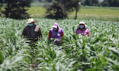 SeCampo ofrece apoyos directos a productores de maíz