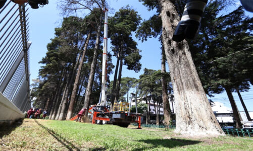 Anteponen la protección de la población con el retiro de árboles secos en Paseo Colón