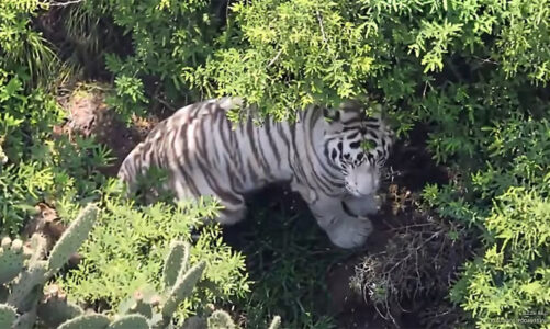 Tigre de Bengala que escapó en Tepetlaoxtoc ya fue capturado