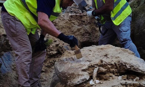 Tortuga del Mioceno emerge bajo las obras en Madrid