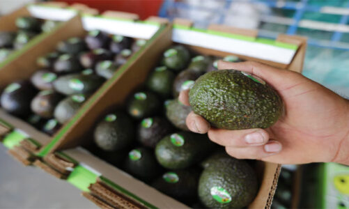 Exportaciones de aguacate caen 25% en primera mitad del año