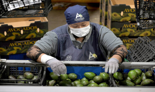 México va por mayor seguridad a inspectores aguacateros
