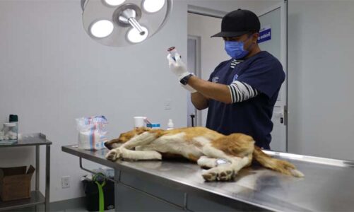 Mascotas fueron atendidas con consultas gratuitas y esterilizaciones en Huixquilucan