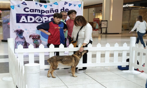 Más de 470 perritos de Huixquilucan encontraron un hogar