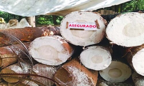 Refuerzan vigilancia contra tala ilegal en bosques mexiquenses