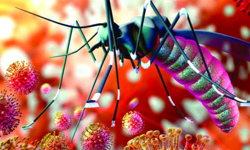 Refuerzan acciones contra dengue, zika y chikungunya