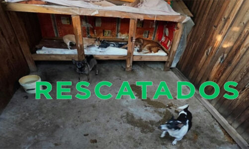 Rescatan a 39 animales en presunto maltrato en Ecatepec
